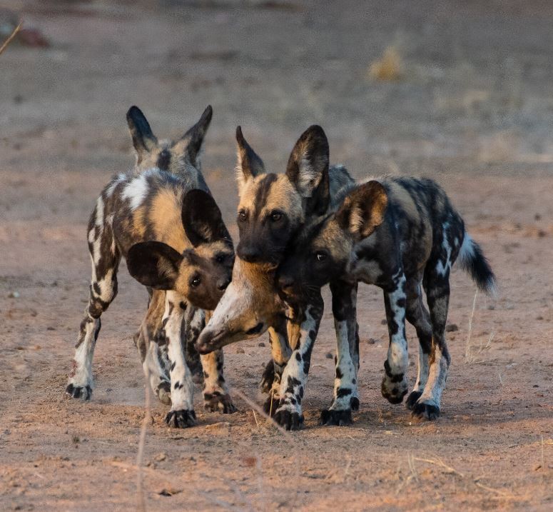 Three African Wild Dogs Make an Amazing Journey