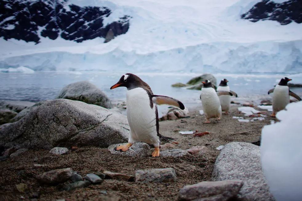 How Penguins Survived the Summer Heat and Traveled to the Southern States