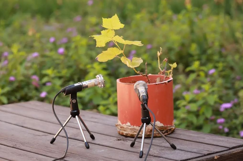 This Is What It Sounds Like When Plants Cry